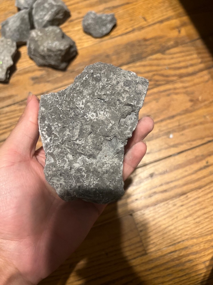 fossil rocks marine creatures