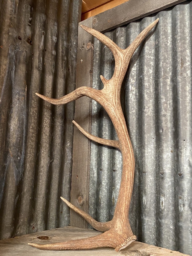 Very Cool Elk Shed ~ Antler