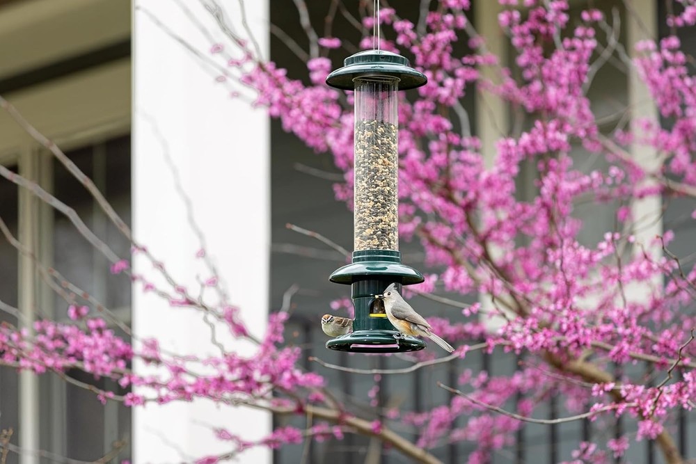 Squirrel Buster Evolution Truly Squirrel-Proof Bird Feeder Double Cardinal Ring