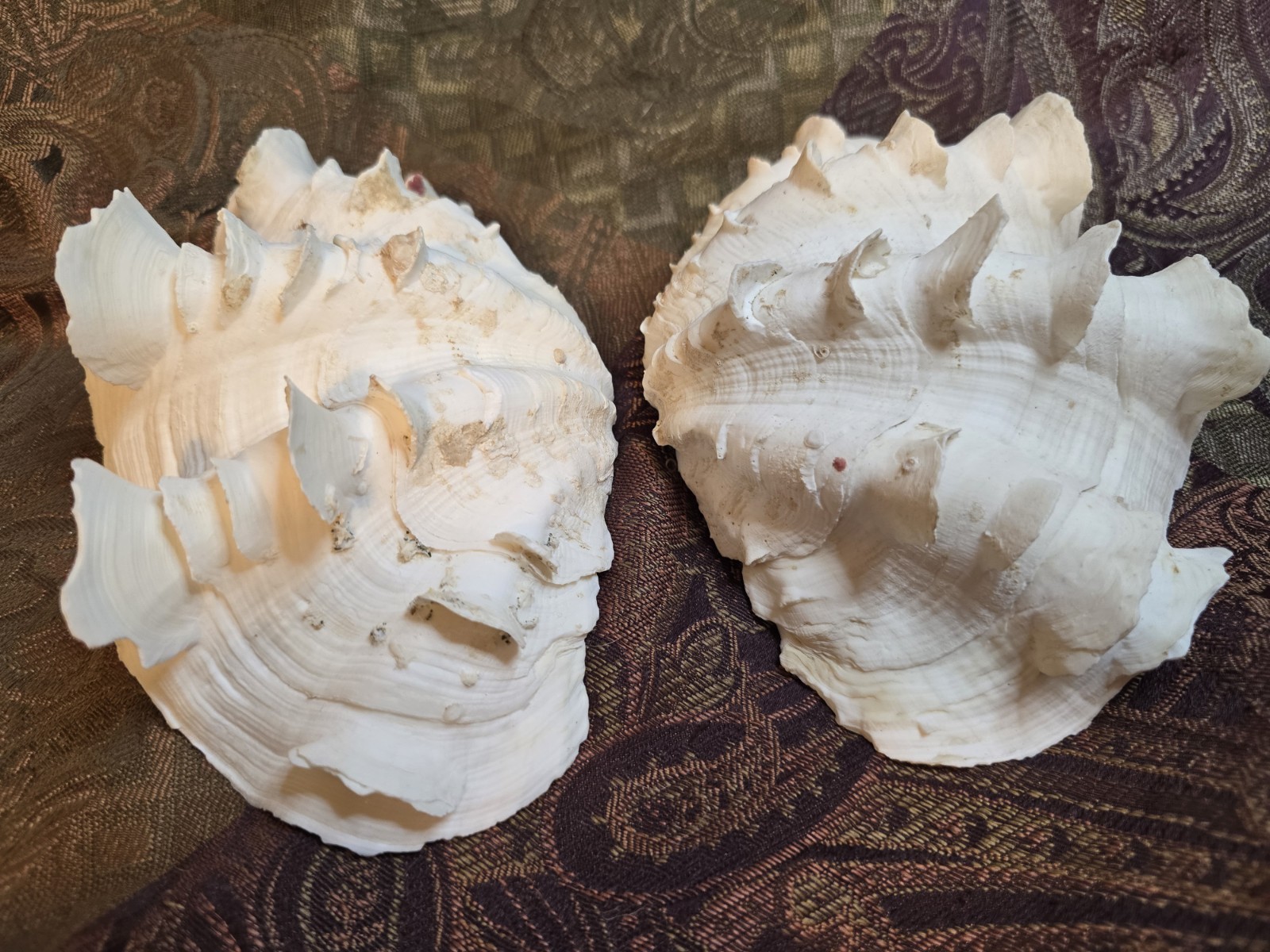 giant tridacna squamosa matched pair Clam Shells Seashells Ruffles 7"