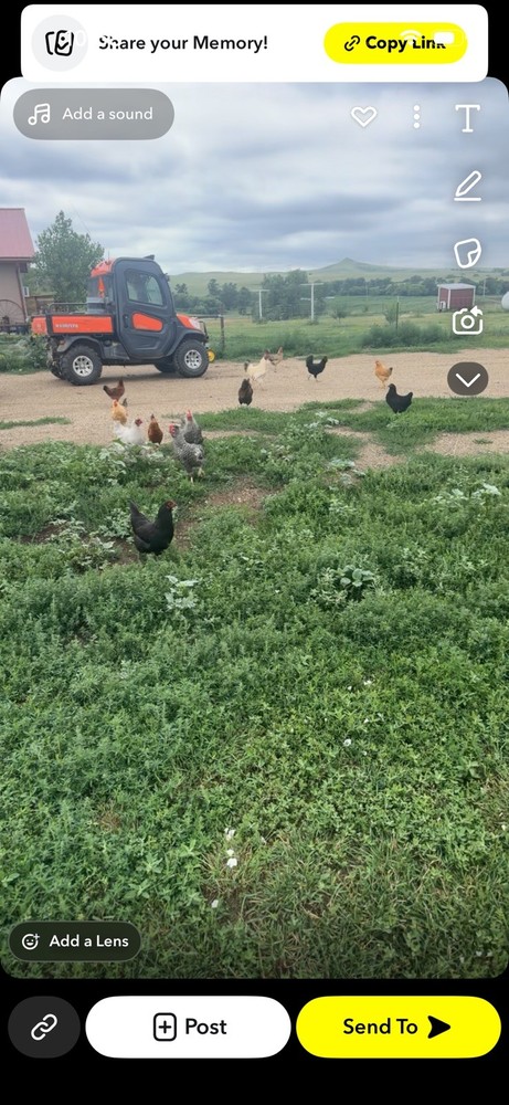 15 Rainbow Hatching Eggs from FREE RANGE CHICKENS