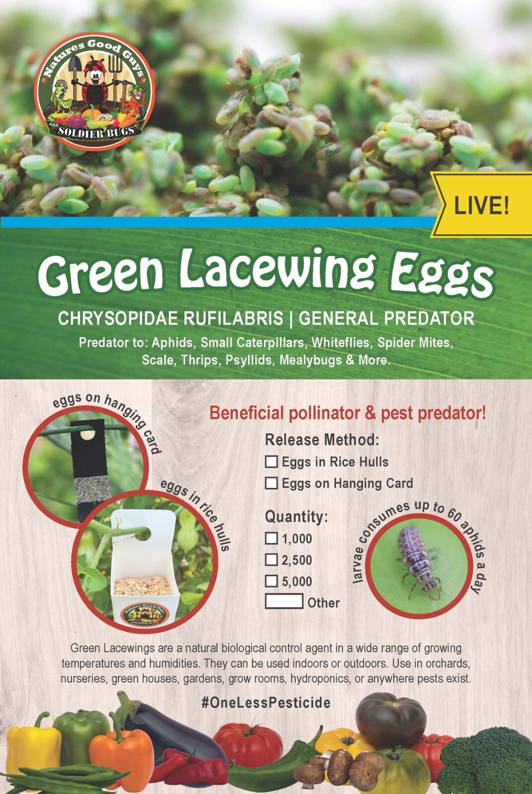 Green Lacewing Eggs in Rice Hulls - Aphid Exterminator - NaturesGoodGuys