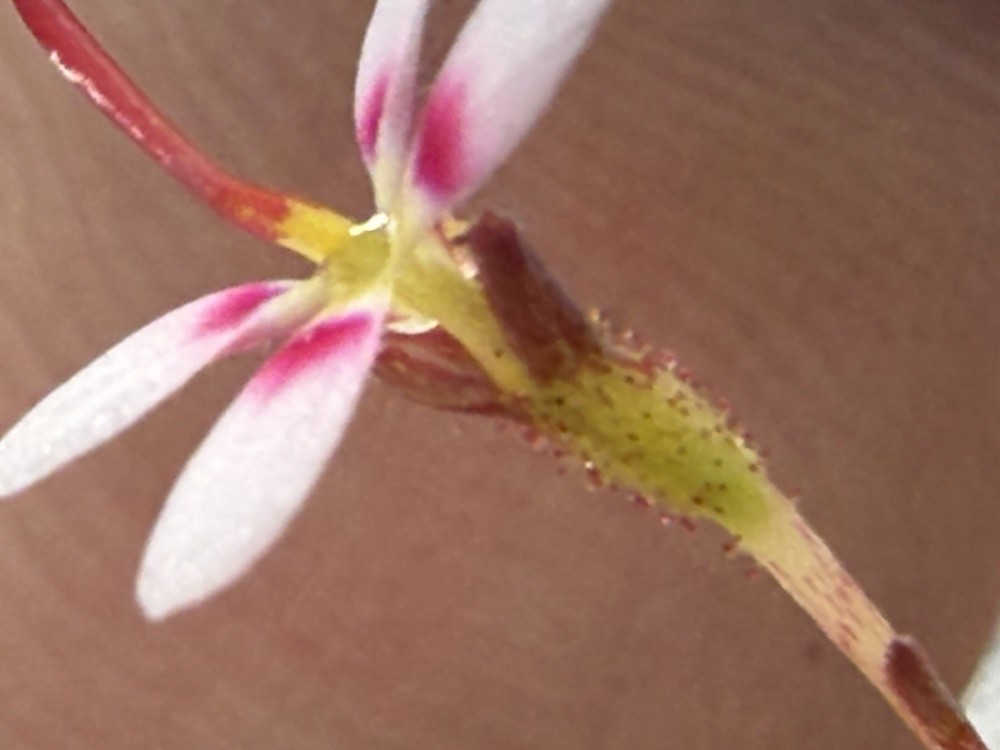 Stylidium caespitosum Live Triggerplant for Gardens