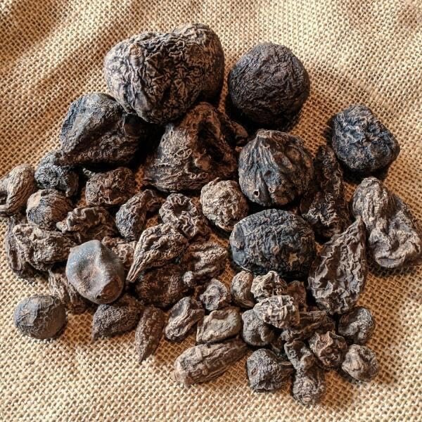 High John root | The Conqueror Root | Wicca Pagan Curio Magick | 1 oz