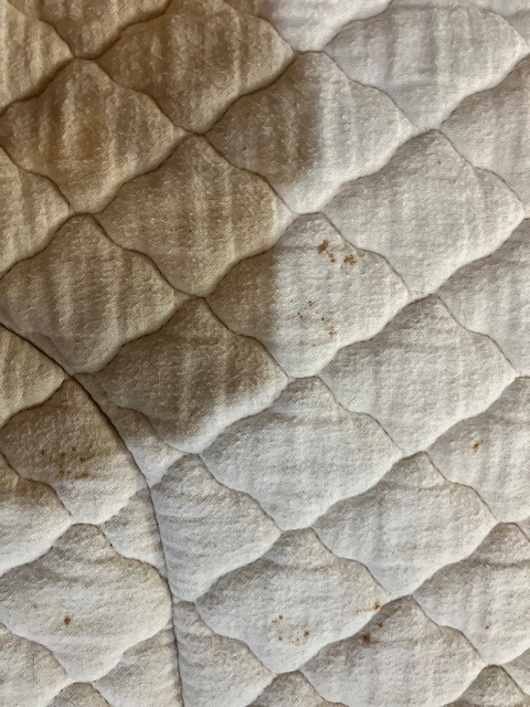 ENGLISH GIRTH AND SADDLE PAD