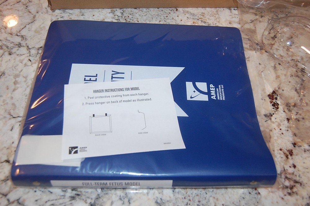 Full Term Fetus Model Activity Set - 24" x 18" HUBBARD