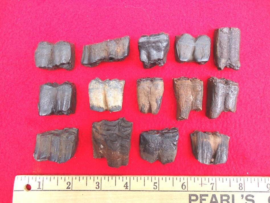 *BULK PRICE* HORSE TEETH FLORIDA FOSSILS FOSSIL TOOTH JAW BONES EQUUS ICE AGE FL