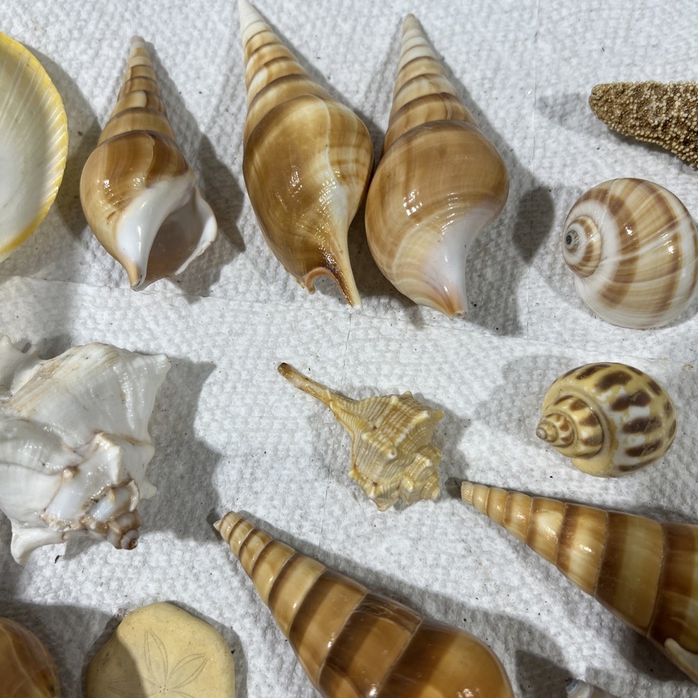 Sea Shells Entire Tub B4
