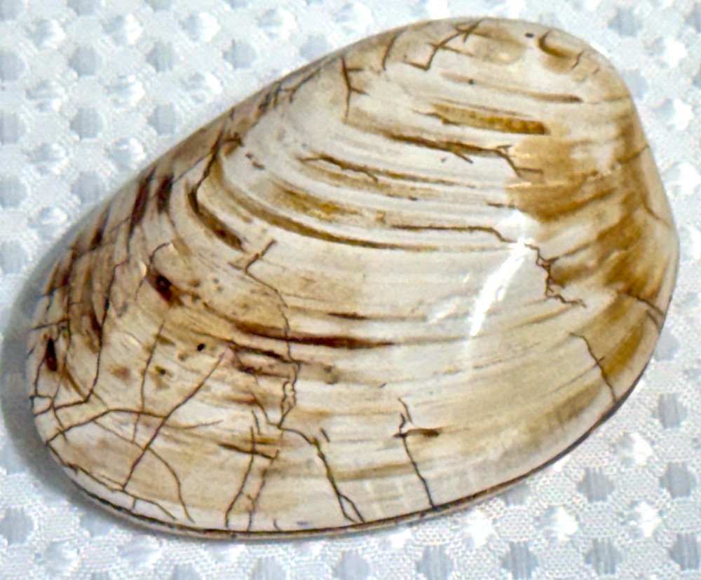 Fossil Clam 162 gr. .36 lb. #643