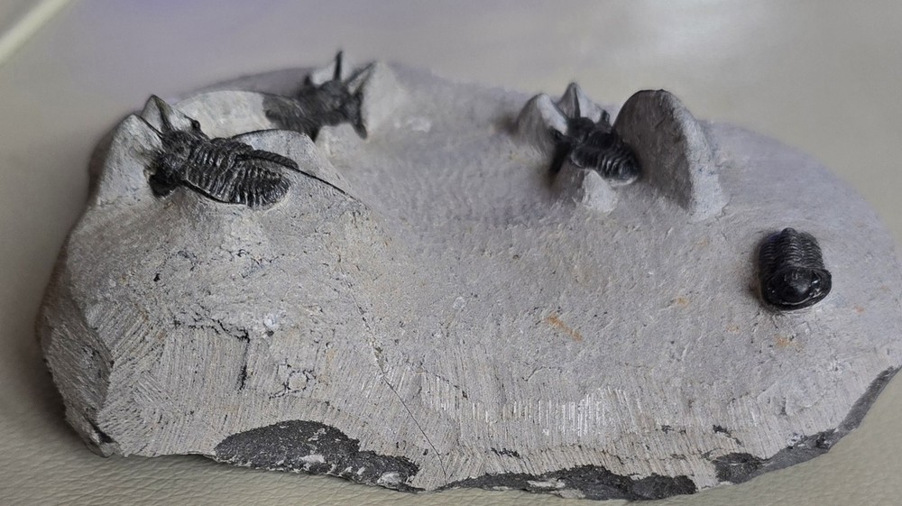 " Devil Horned " Cyphaspis Walteri Multiple With Gerastos Multi Fossils