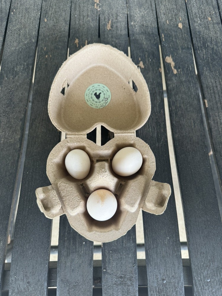 6 White Splash Silkie Eggs