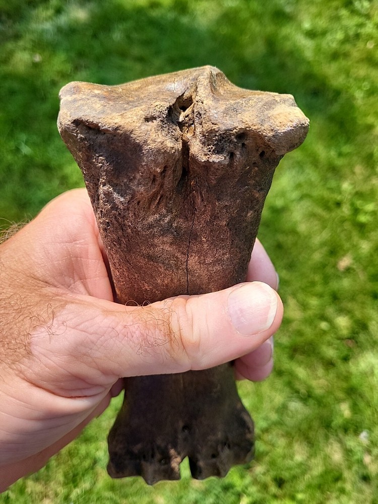 Bison metacarpal Historic bison foot bone