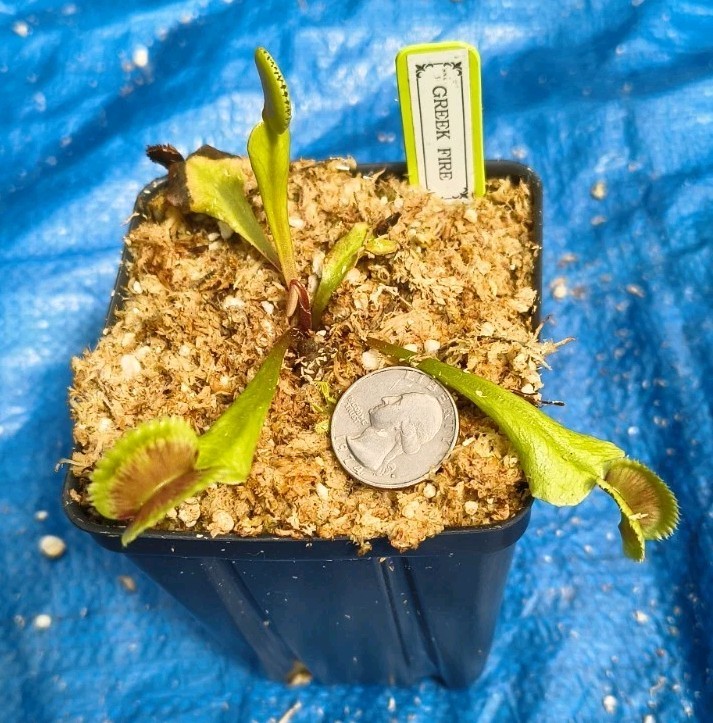 Venus Flytrap GREEK FIRE Carnivorous Plant