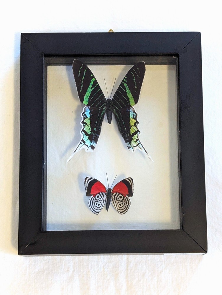 2 REAL BUTTERFLIES FRAMED COLLECTION DOUBLE GLASS