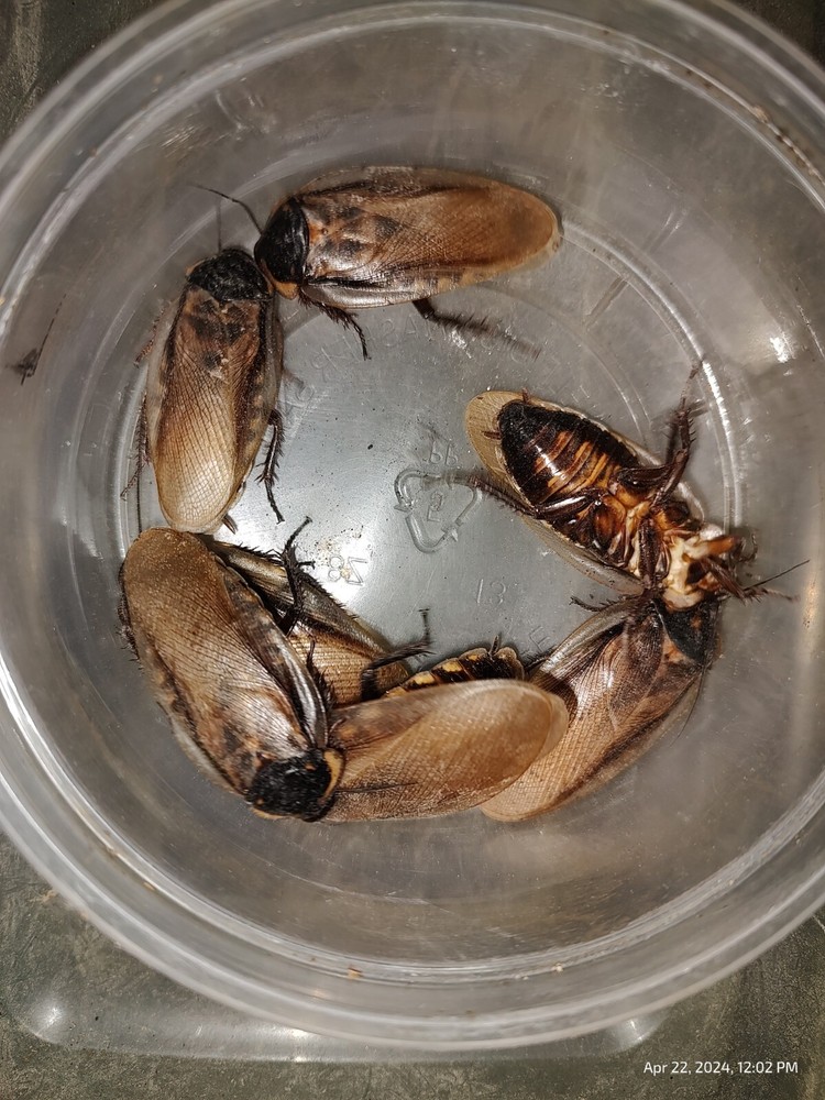 Headlamp Roach Nymphs 10+ Eublaberus serranus (Pantanal Roach)