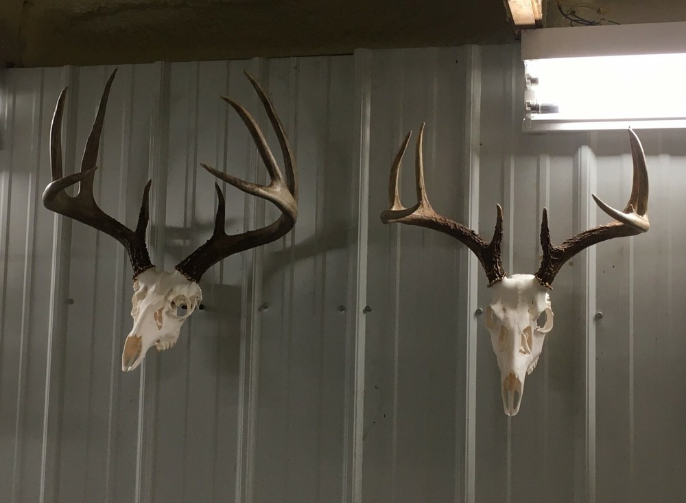 European Deer Mounting System