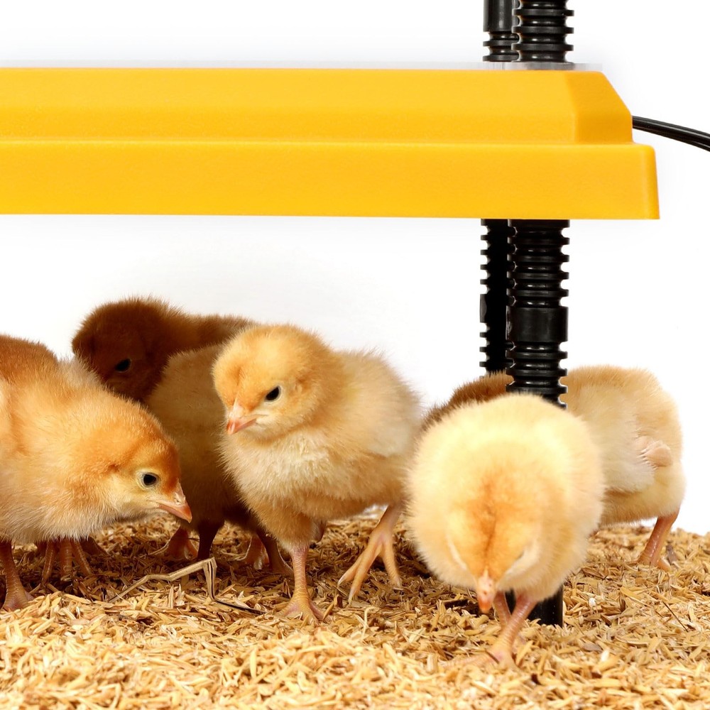 Brooder Heating Plate for Chicks Adjustable: with Bonus 12x12 Warmer with Easy