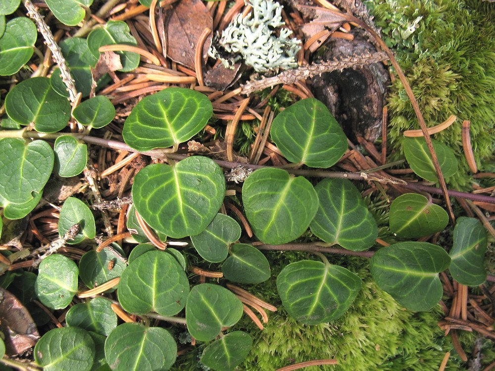 10 Partridge Berry Mitchella repens Bare Roots