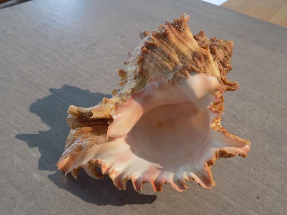 Shell: NEW MURICIDAE HEXAPLEX DUPLEX 155mm SENEGAL