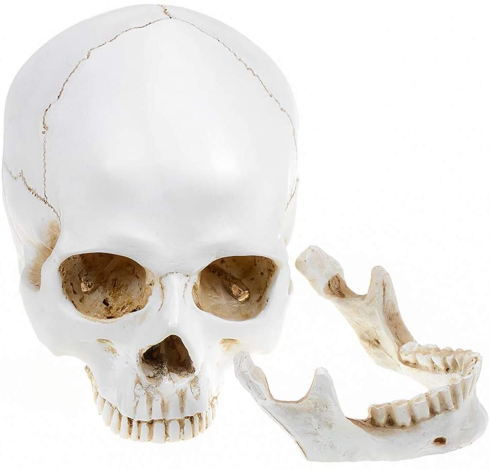 Large Size Retro Removable Human Skull Model Anatomical Teaching Skeleton Head