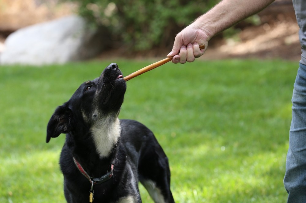 12" Standard Thick Free Range - Grass Fed Bully Sticks - 50 Pack. USDA & FDA