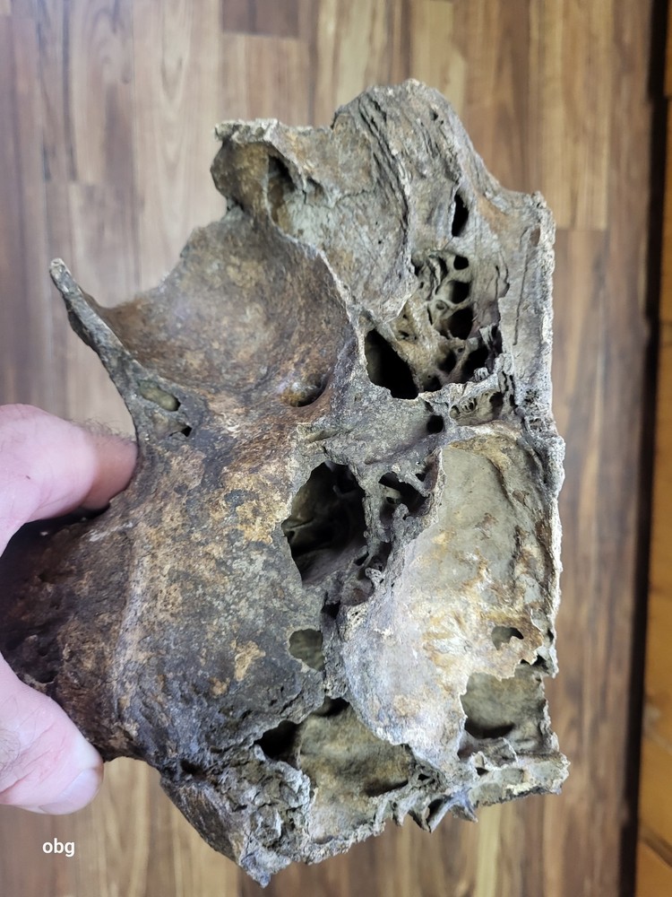 Historic Large Bison Horn Core Partial Skull river find