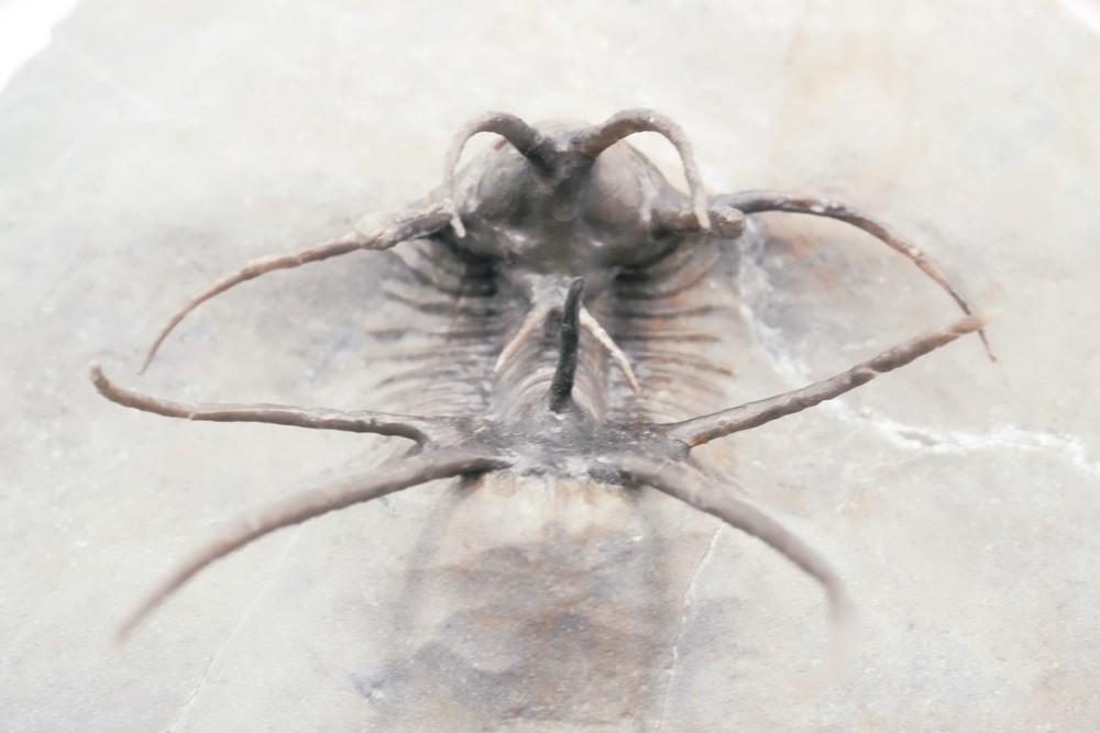 trilobites