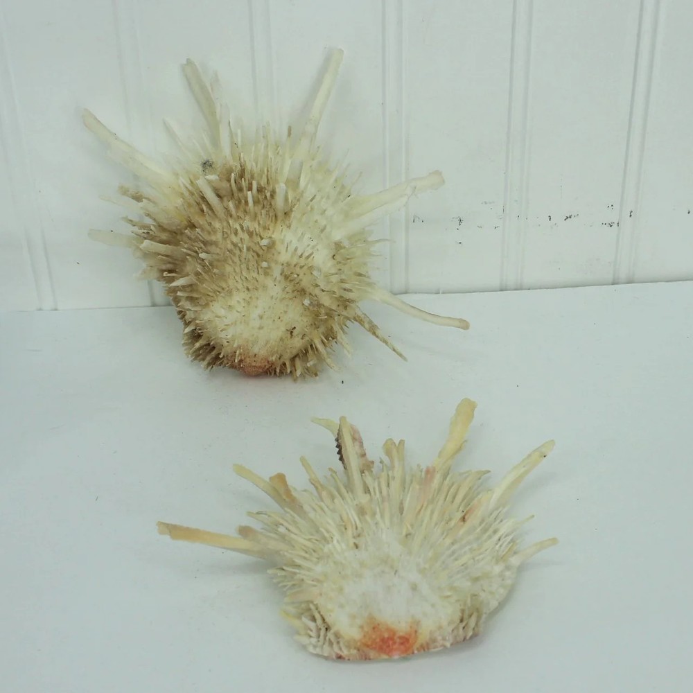 Florida Natural Shells 2 Large Spiny Jewels