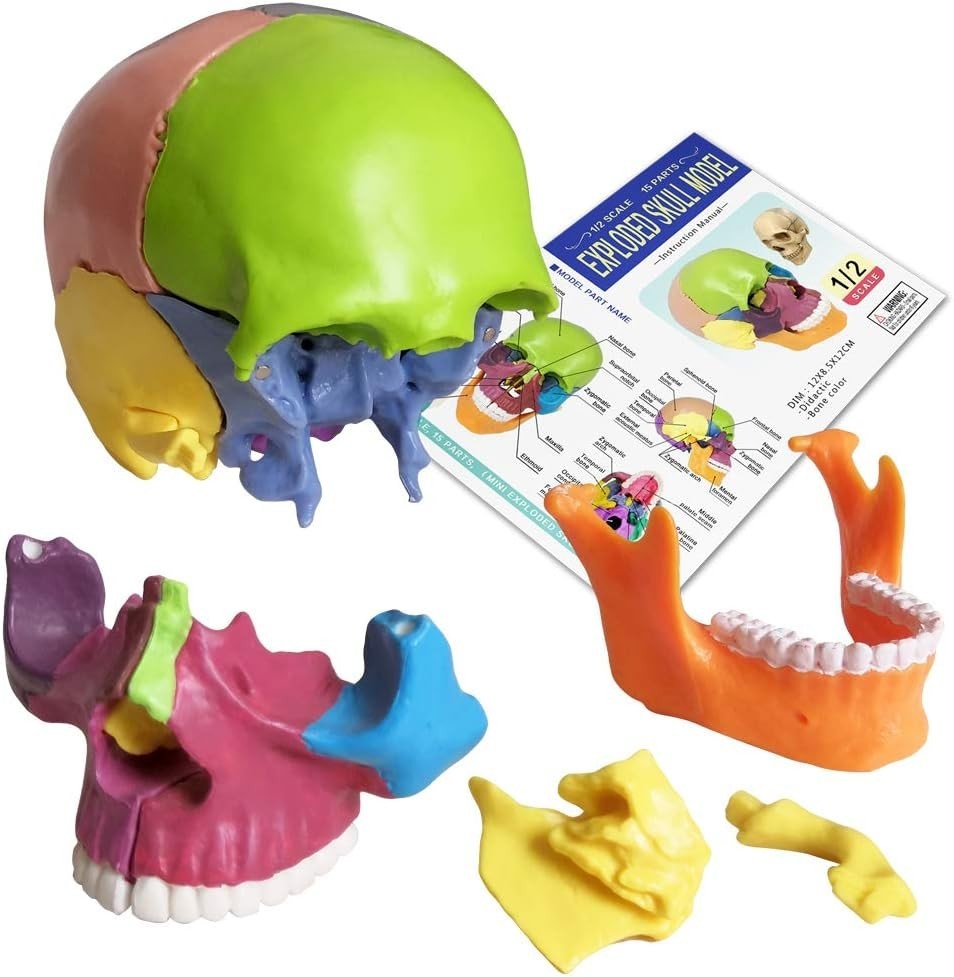 Human Skull Model with Painted Sutures