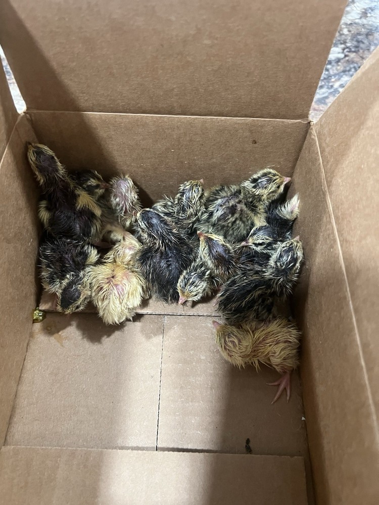 42 + 6 Extra Hatching Coturnix Jumbo Quail