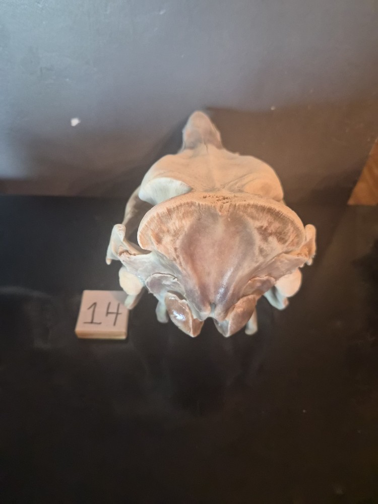 Boar skull