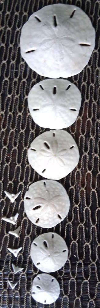 Bulk Lot Of True Florida Sea Shells