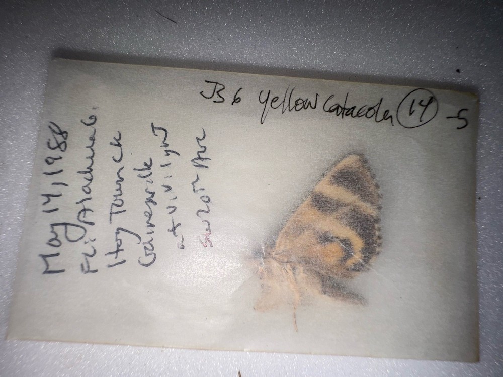 JS6 - YELLOW CATACOLA UNDERWING MOTH - 14