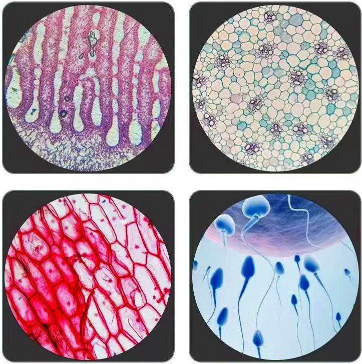 25pcs Biological Microscope Glass Slides & Educational Specimens with Locked Box