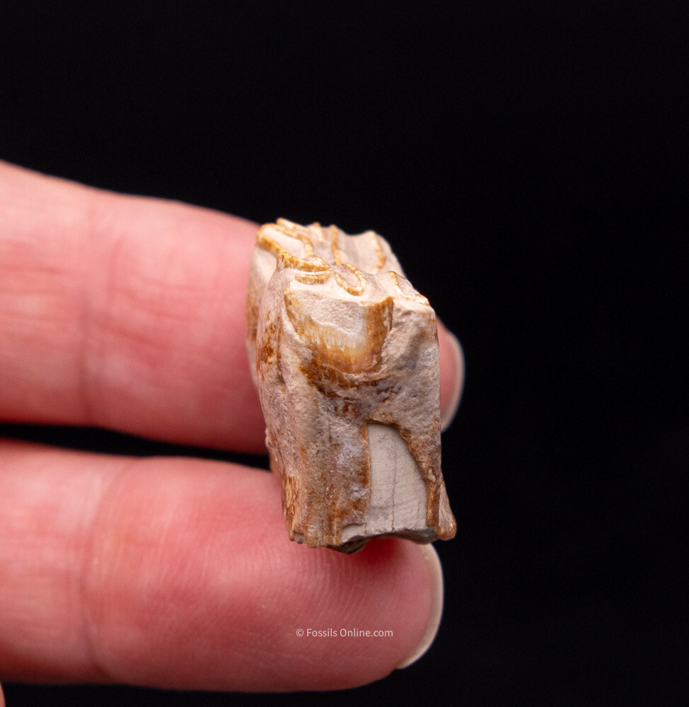 Super Bone Valley Three Toed Horse Tooth       1981