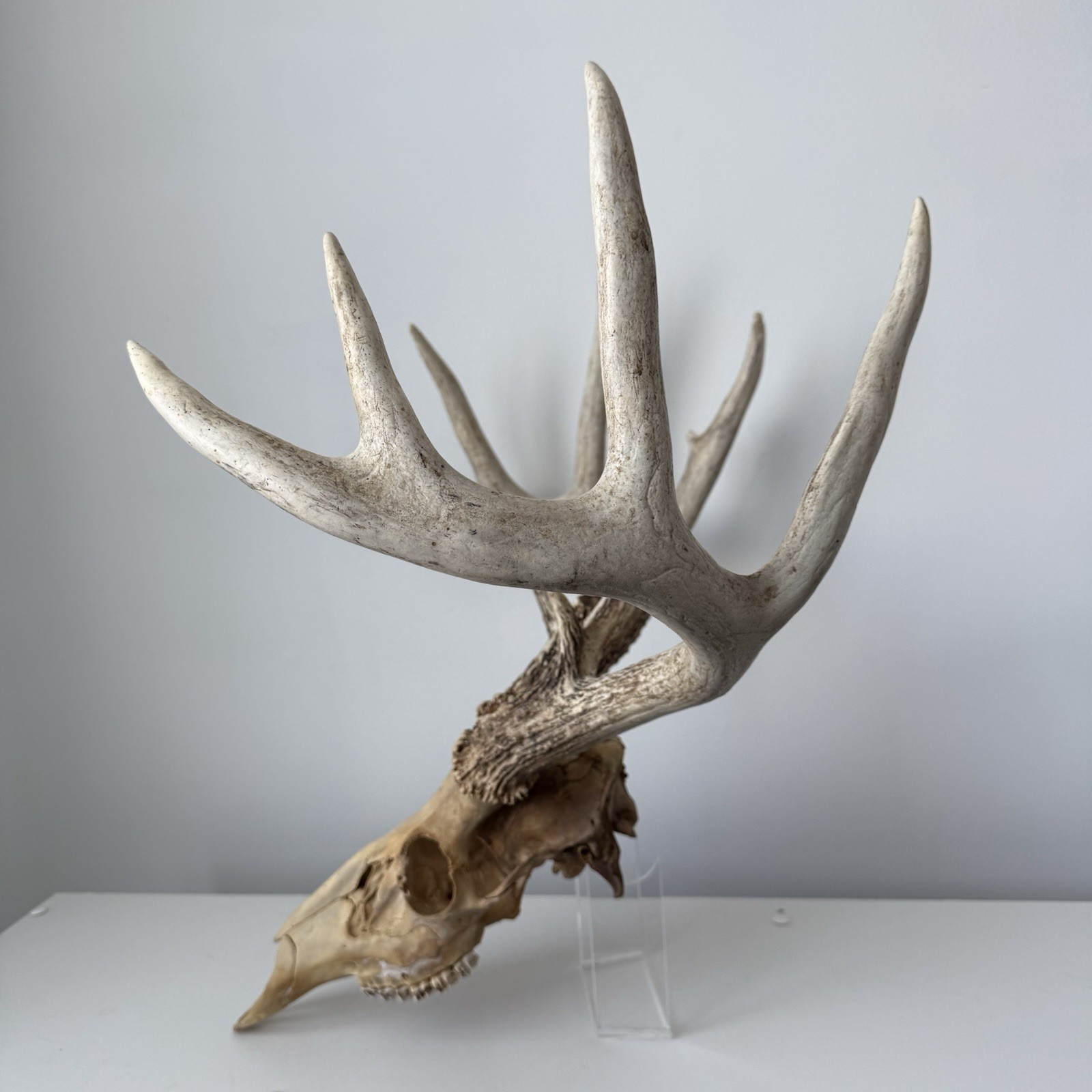 Wild 12 Point Whitetail Deer Antler Rack Horn Skull European Mount Man Cave 151"
