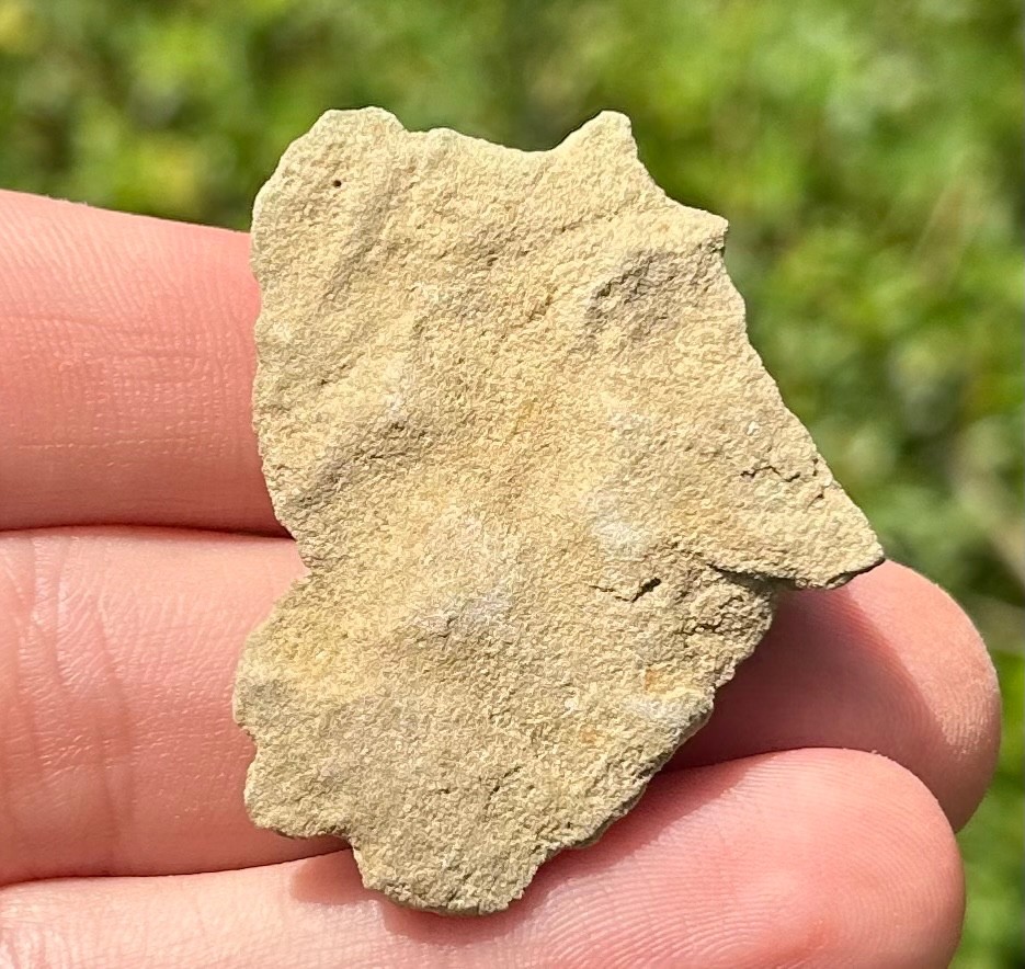 Alabama Fossil Starfish Cast Mississippian Age Bangor Limestone Formation