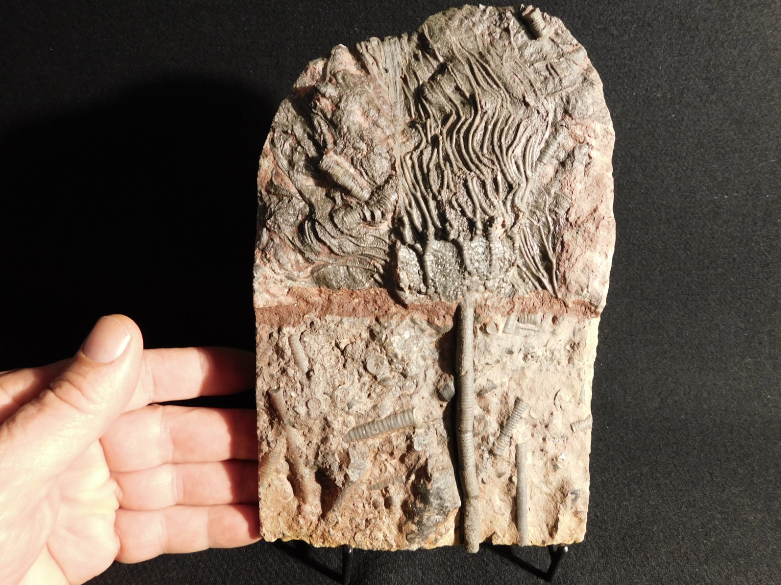 Nice! 430 Million Year Old! CRINOID Fossil or Sea LILY Fossil Morocco 838gr