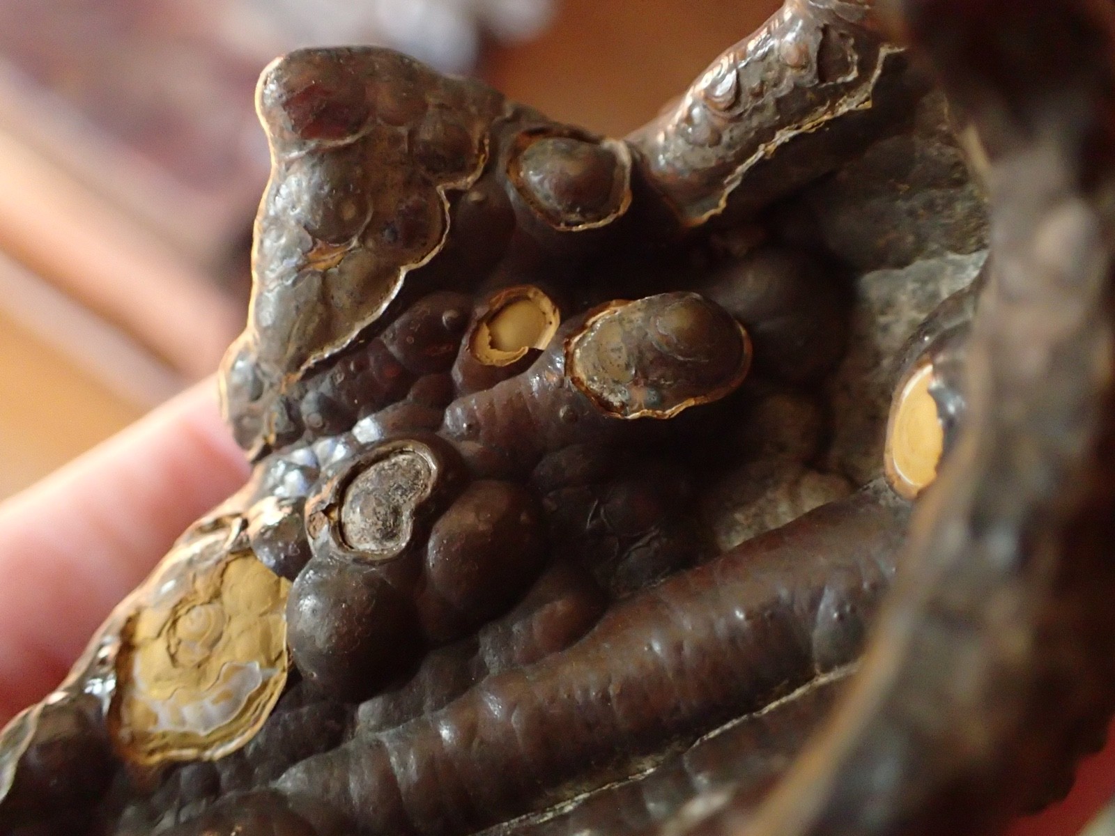 Botryoidal Fossil Coral Geode Fragment GA Agate Amber Cabbing Specimen WC58