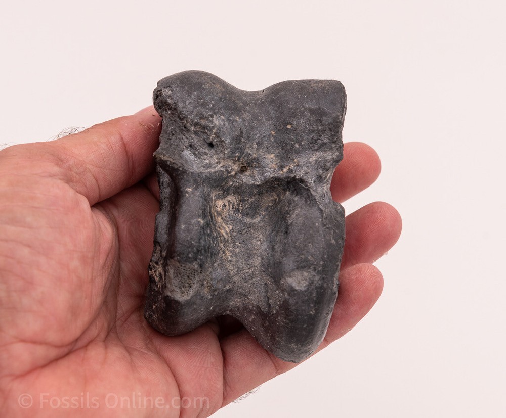 Solid Fossil Bison Astragalus Ankle Bone Venice, FL