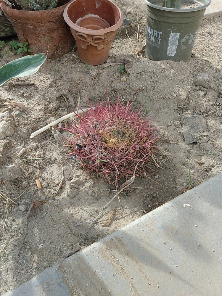 Cactus, Red barrel Long Spine , Medium