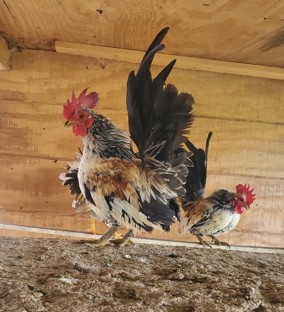 12 Clean Serama Hatching Eggs, Micro, A & B Types / Malay/Trad