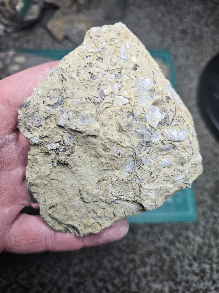 Lot Of Various Unknown Fossils