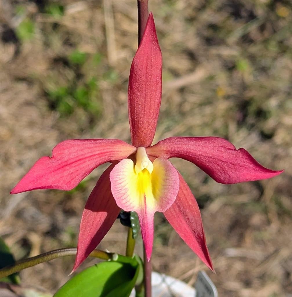 New Orchid Hybrid Epicattleya Redwood Sunset. Pendant Plant, Red-Orange Flowers!
