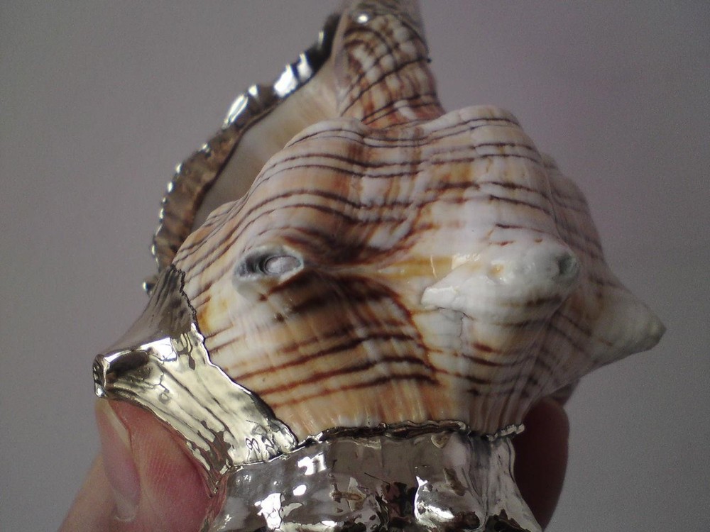 Shankha Silver overlay mounted seashell trapezium horse conch shell
