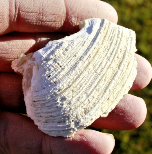 Fluorescent Fossil Crystal Clam from Ruck's Pit, Florida • Mercanaria permanga