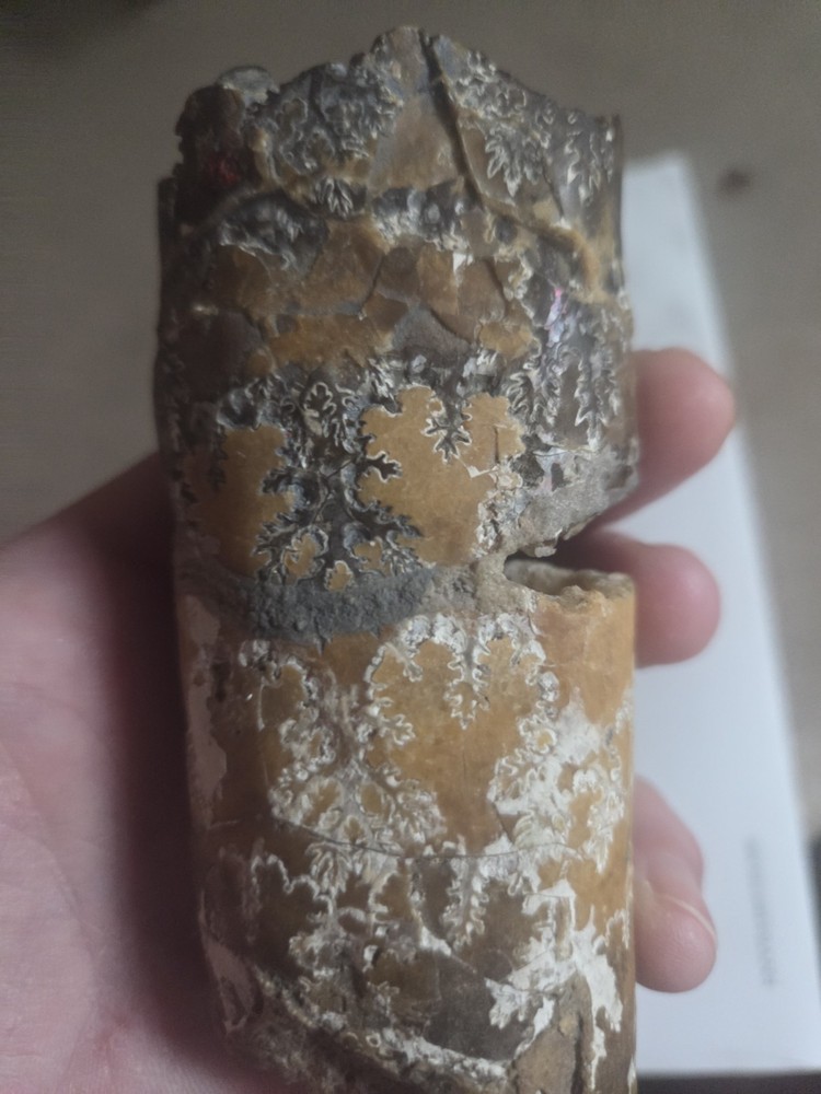 Large Baculite Fossil