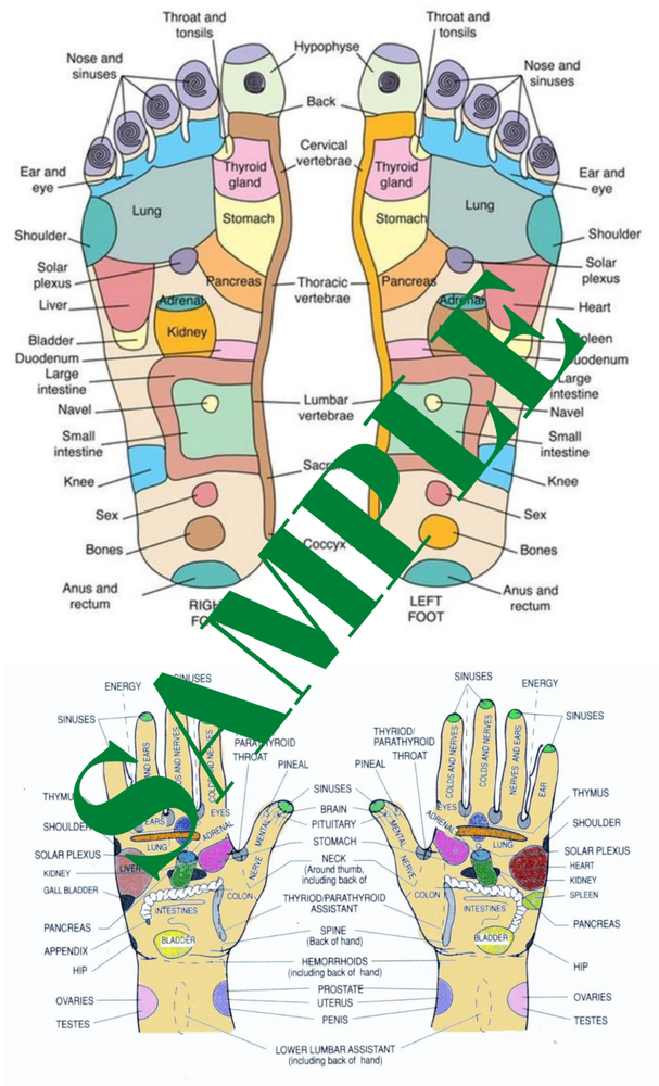 HAND & FOOT REFLEXOLOGY CHART POSTER - LAMINATED 9" x 14.5"