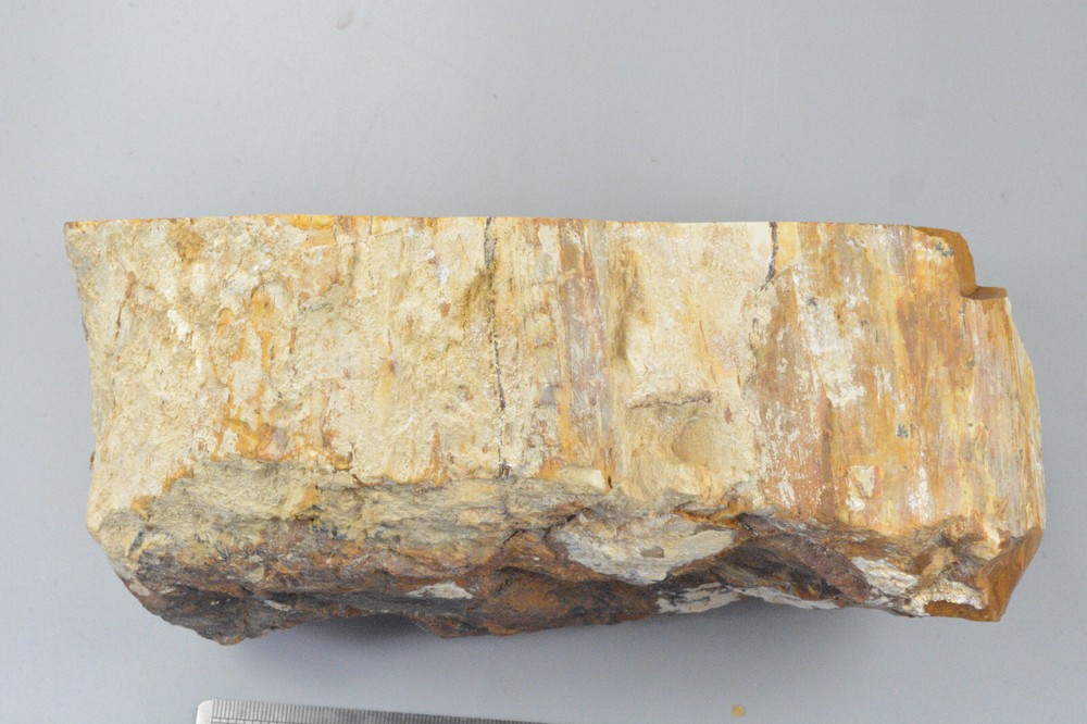 Petrified Wood Round, Saddle Mountain, Washington
