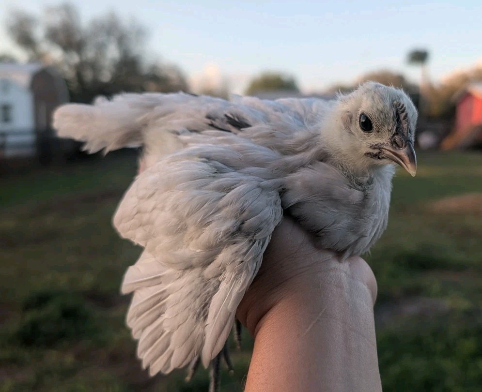 6 Zombie & Fibro Egger Hatching Eggs